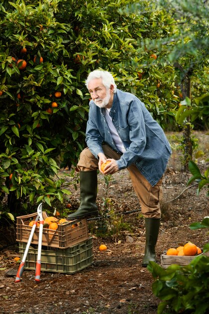 Alter Mann, der neben seinen Orangenbäumen steht