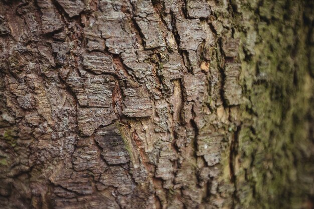 Altes Holz Baumrinde Hintergrund