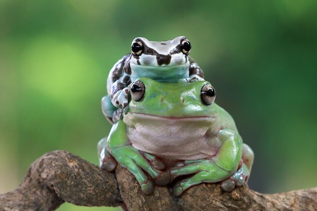 Amazonas-Milchfrosch auf dickem Litoria-caerulea-Laubfrosch