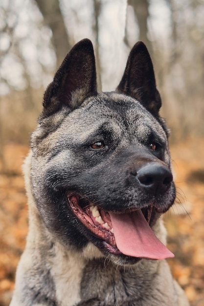 Amerikanischer Akita posiert vor dem Hintergrund des herbstlichen Waldes, Nahaufnahme selektiver Fokus auf die Augen. Idee für Poster oder Kalender.