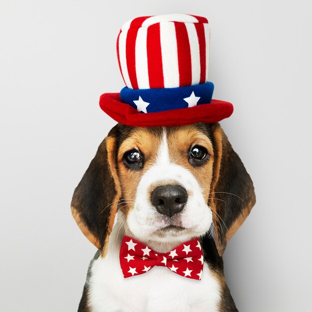 Amerikanischer Beagle-Welpe