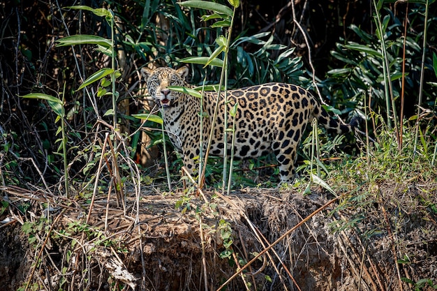 Amerikanischer Jaguar im Naturlebensraum des südamerikanischen Dschungels