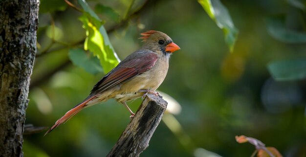 Amerikanischer Robin (Turdus migratorius)