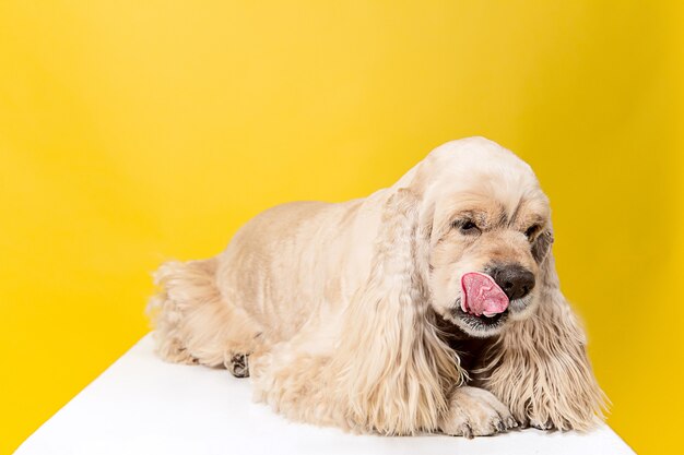 Amerikanischer Spanielwelpe mit herausgezogener Zunge