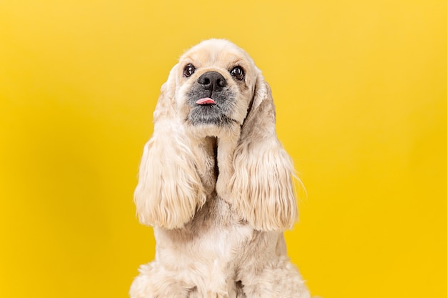 Amerikanischer Spanielwelpe