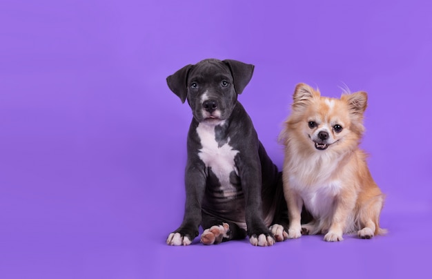 Amerikanischer Staffordshire-Terrierwelpe auf dem Tisch