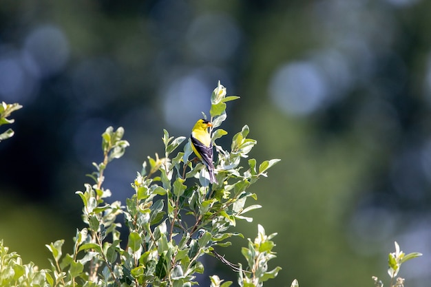 Amerikanischer Stieglitzvogel, der auf einem Ast eines Baumes sitzt