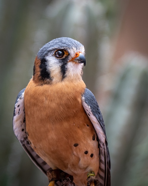 Kostenloses Foto amerikanischer turmfalke