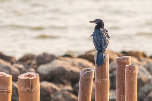 Amsel, die auf einem hölzernen Stock im Ufer in Mueang Samut Sakhon District Thailand sitzt