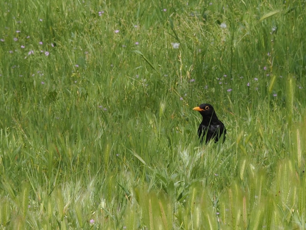 Amsel mit orangefarbenem Schnabel auf einer grünen Wiese im Freien