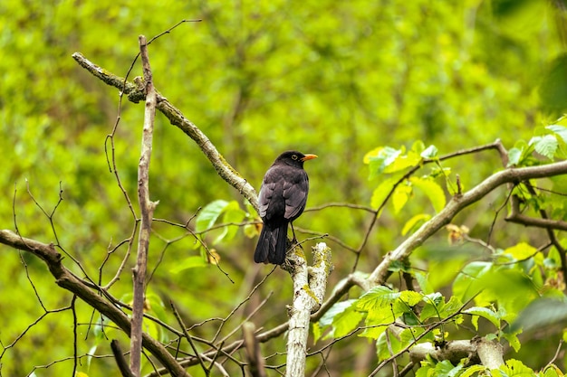 Amsel von hinten auf Ast