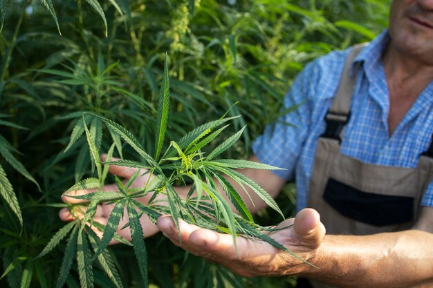 Anbau von Cannabis oder Hanfpflanzen für die Alternativmedizin