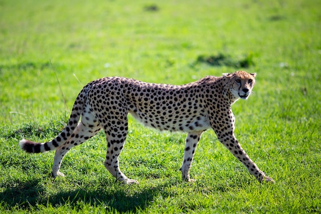 Kostenloses Foto anmutiger gepard, der auf einer wiese geht