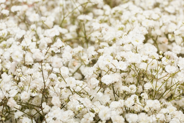 Anordnung des schönen Blumenhintergrundes