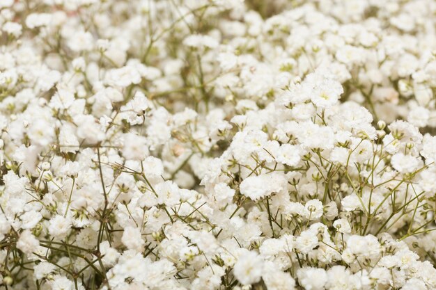 Anordnung des schönen Blumenhintergrundes