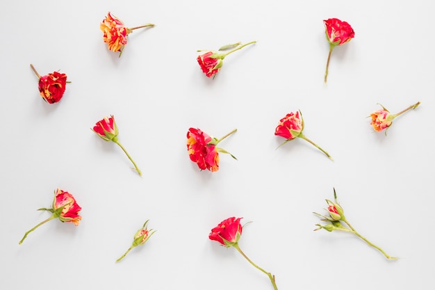 Kostenloses Foto anordnung für rote gartennelkenblumen auf weißem hintergrund