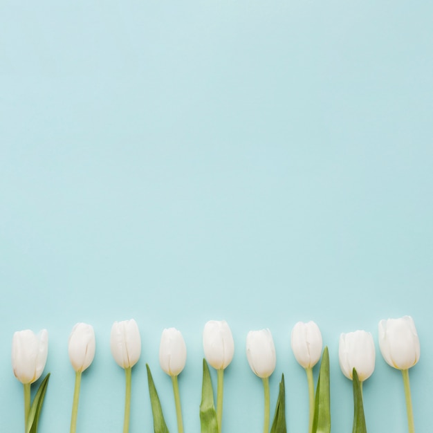Anordnung für weiße Tulpe blüht auf blauem Kopienraumhintergrund