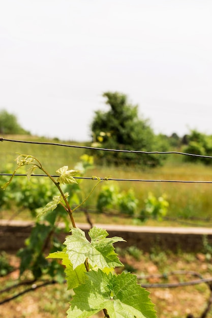 Anordnung mit Weinrebe und Draht