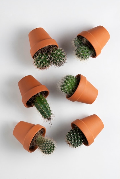 Anordnung von Kaktuspflanzen von oben