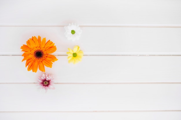 Anordnung von zarten Blumen auf weißem