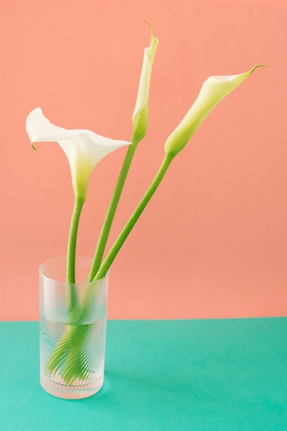 Ansammlung weiße Blumen im Glas mit Wasser