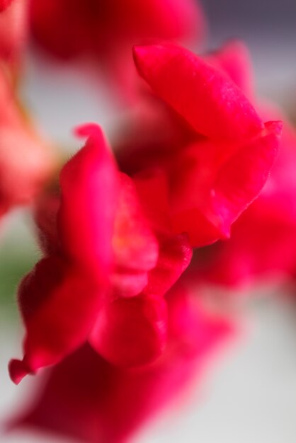 Ansicht der natürlichen verschwommenen Blume