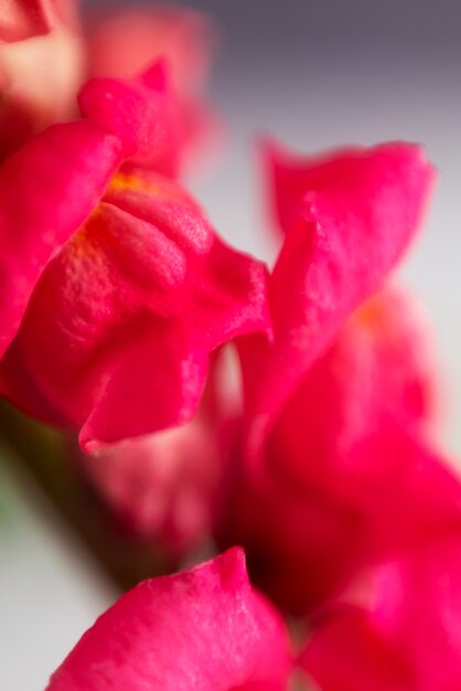 Ansicht der natürlichen verschwommenen Blume