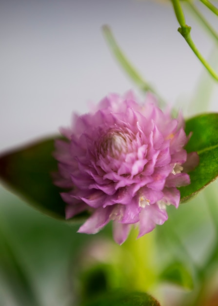 Ansicht der natürlichen verschwommenen Blume