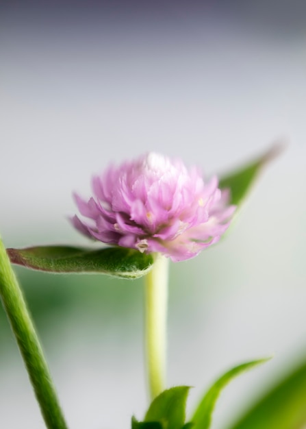 Ansicht der natürlichen verschwommenen Blume