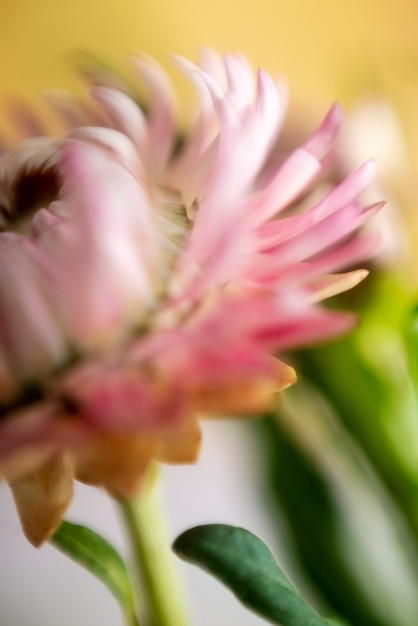 Ansicht der natürlichen verschwommenen Blume