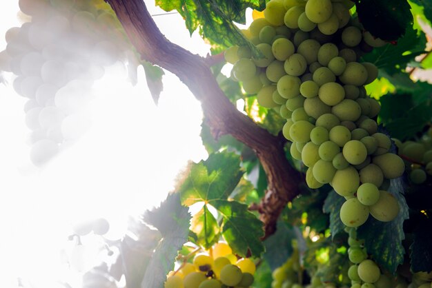 Ansicht der Weinbergreihe mit Trauben von reifen Weißweintrauben. Wunderbares Foto mit selektivem Fokus und Platz für Text.