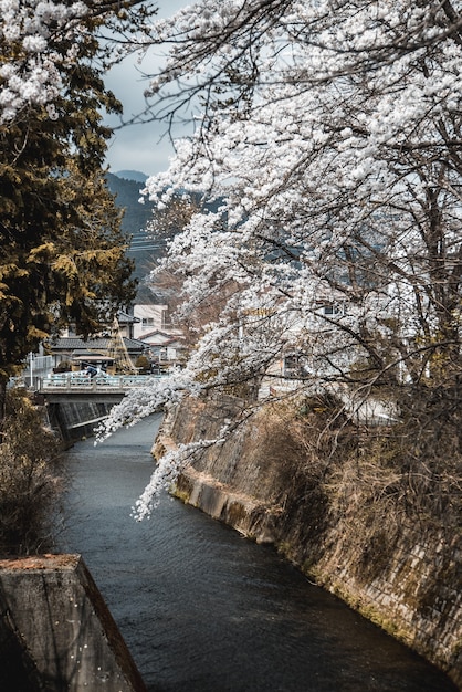 Ansicht der weißen Blumen durch einen Fluss