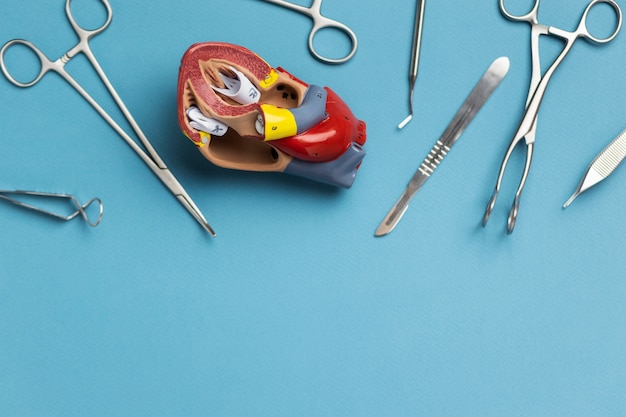 Kostenloses Foto ansicht des anatomischen herzmodells für bildungszwecke mit medizinischen instrumenten