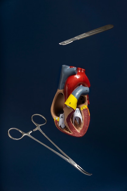 Kostenloses Foto ansicht des anatomischen herzmodells für bildungszwecke mit medizinischen instrumenten