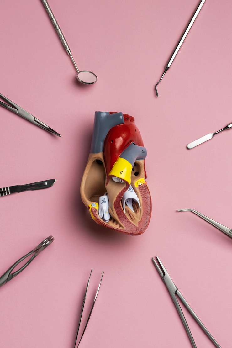 Kostenlose Foto ansicht des anatomischen herzmodells für bildungszwecke mit medizinischen instrumenten
