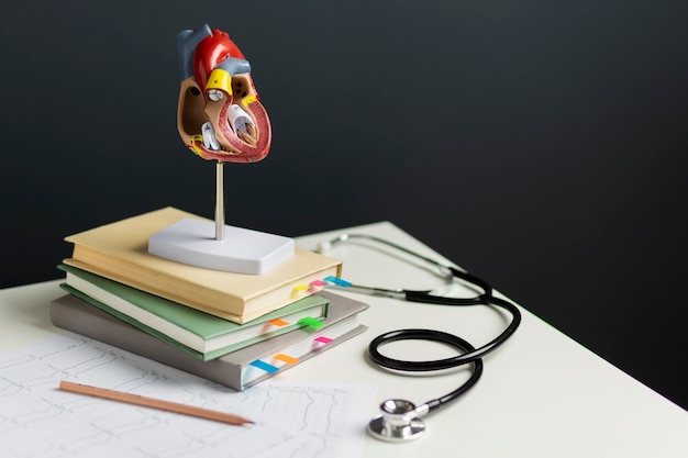 Ansicht des anatomischen Herzmodells für Bildungszwecke mit Stethoskop