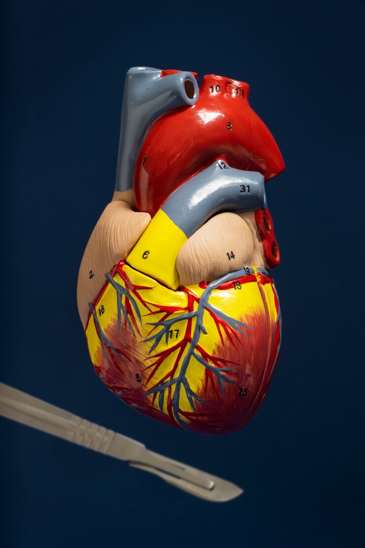 Kostenlose Foto ansicht des anatomischen herzmodells für pädagogische zwecke