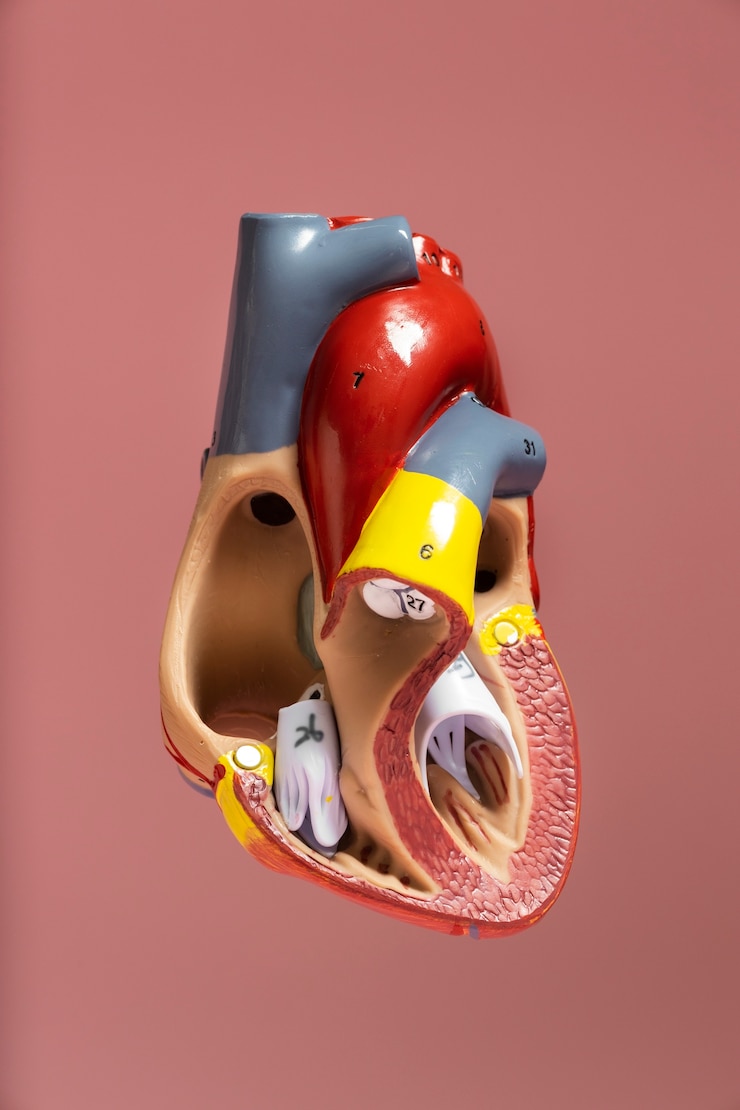 Kostenlose Foto ansicht des anatomischen modells des menschlichen herzens