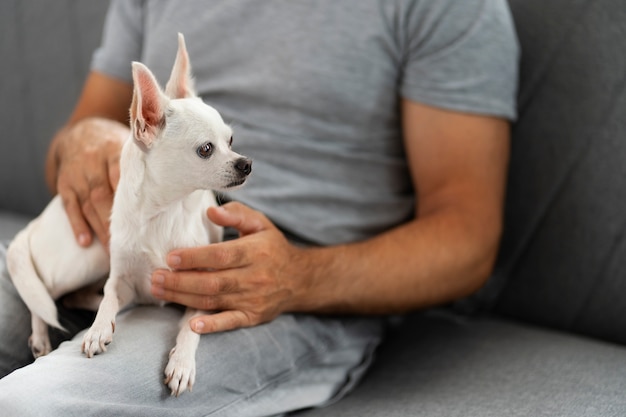 Kostenloses Foto ansicht des entzückenden chihuahua-hundes, der zeit mit männlichem besitzer zu hause verbringt