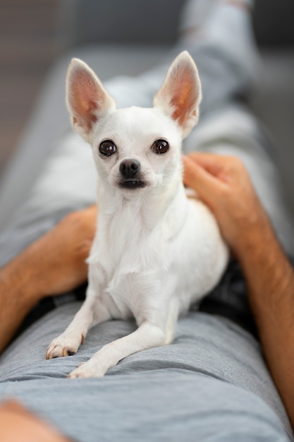 Ansicht des entzückenden chihuahua-hundes, der zeit mit männlichem besitzer zu hause verbringt