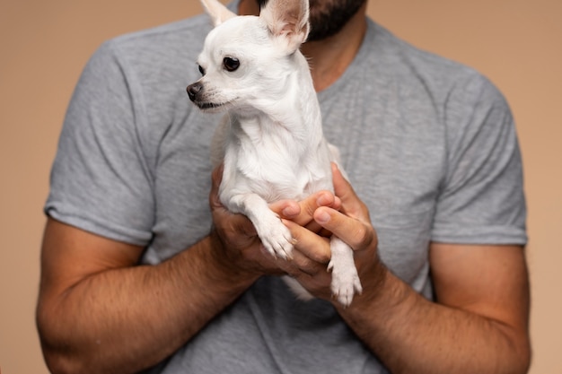 Kostenloses Foto ansicht des entzückenden chihuahua-hundes, der zeit mit männlichem besitzer zu hause verbringt