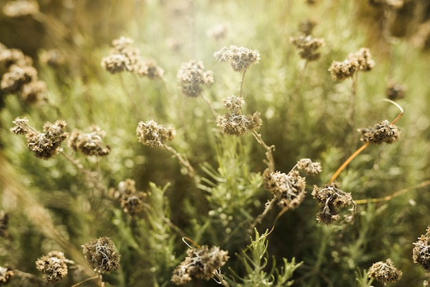 Kostenloses Foto ansicht des feldes der trockenen blumen