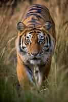 Kostenloses Foto ansicht des tigers in der natur