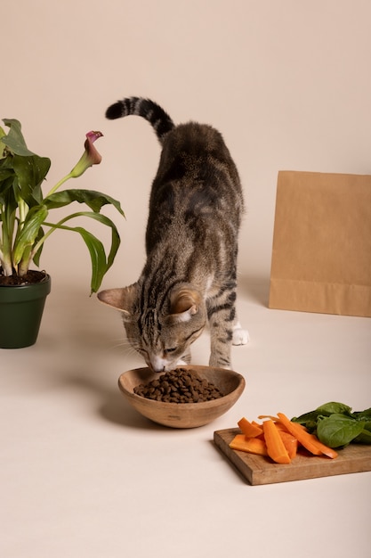 Kostenloses Foto ansicht einer katze, die futter aus einer schüssel frisst