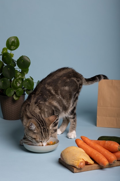 Kostenloses Foto ansicht einer katze, die futter aus einer schüssel frisst