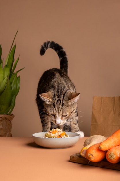 Ansicht einer Katze, die Futter aus einer Schüssel frisst