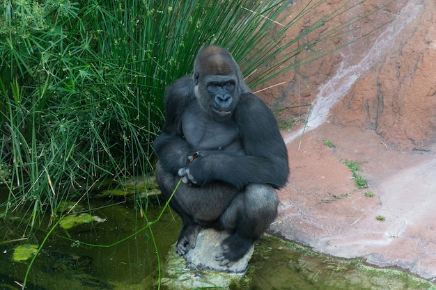 Ansicht eines Gorillas, der auf einem Felsen im Zoo sitzt