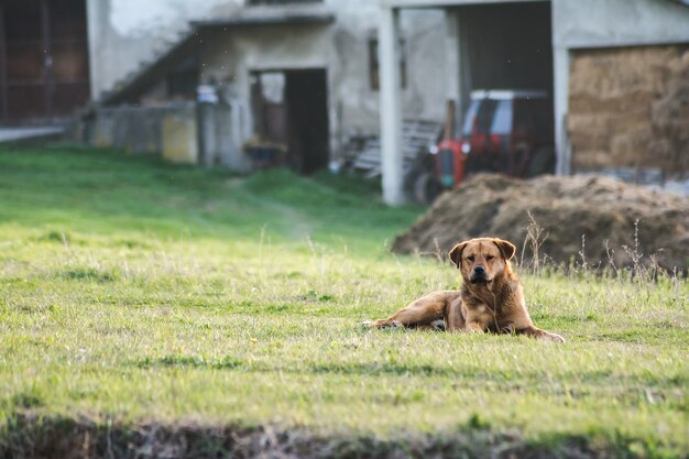 Ansicht eines schönen braunen Hundes, der in einem Garten eines Hauses sitzt, das an einem sonnigen Tag gefangen genommen wird