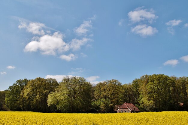 Ansicht eines schönen Hauses in einem Feld, das mit Blumen und Bäumen in den Niederlanden bedeckt wird