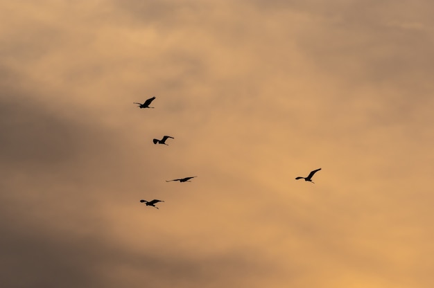 Ansicht eines Vogelschwarms, der während des Sonnenuntergangs in einen schönen Himmel fliegt